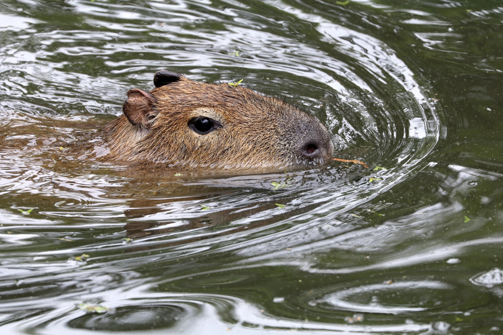 capybara swimming in water